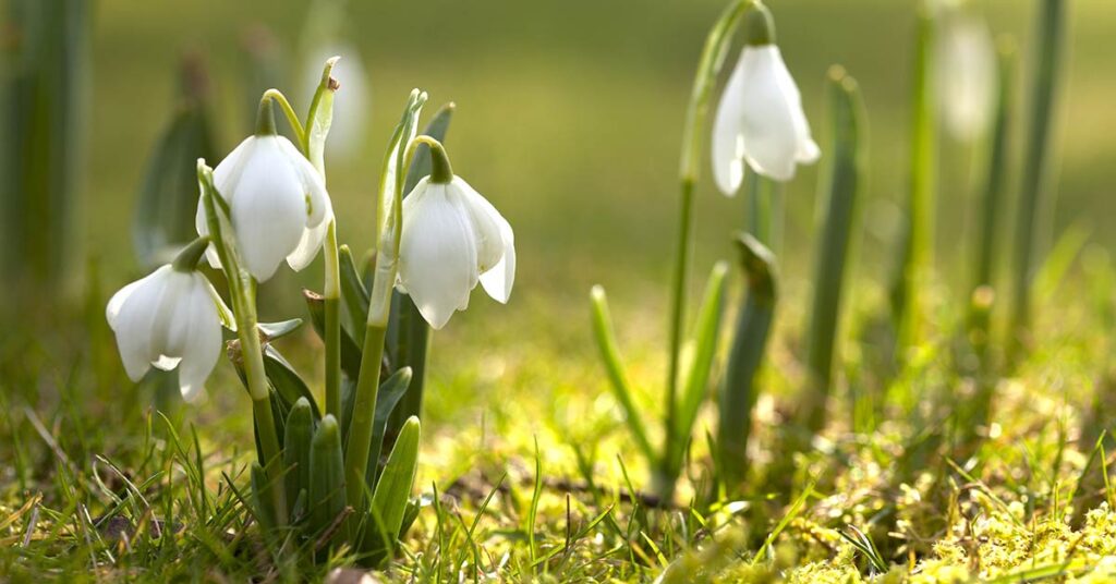 Snowdrops