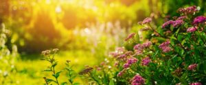 Wrentham Area Guide